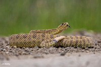 Prairie Rattlesnake B 2023