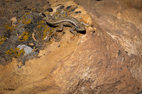 Sagebrush Lizard A