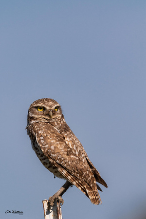 Burrowing Owl A 2019