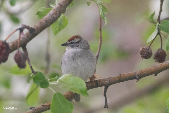 Chipping Sparrow A 2019