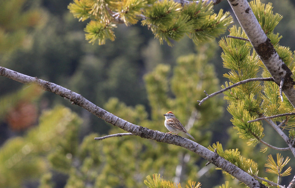 Chipping Sparrow B 2019