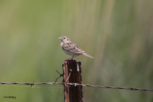 Grasshopper Sparrow A 2019