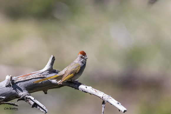 Green-tailed Towhee A 2019
