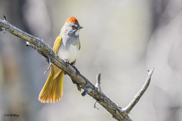 Green-tailed Towhee D 2019
