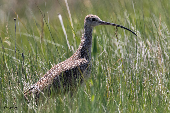 Long-billed Curlew A 2019