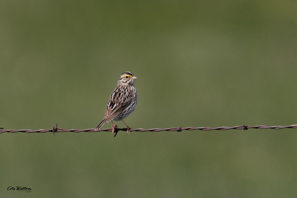 Savannah Sparrow B 2019