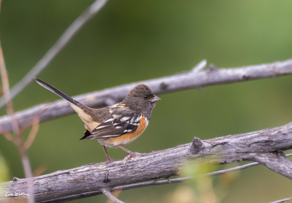 Spotted Towhee B 2019