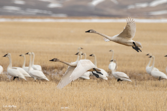 Tundra Swans A 2019