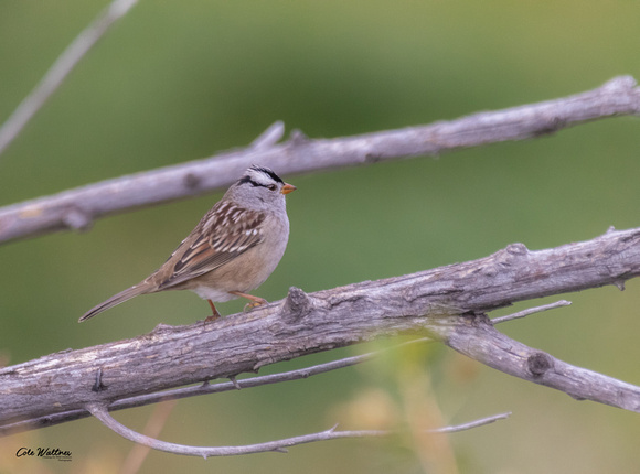 White-crowned Sparrow C 2019