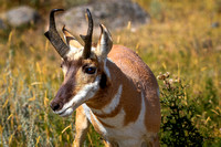 Antelope/Pronghorn