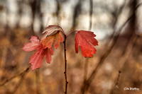 Red Leaves, end of fall