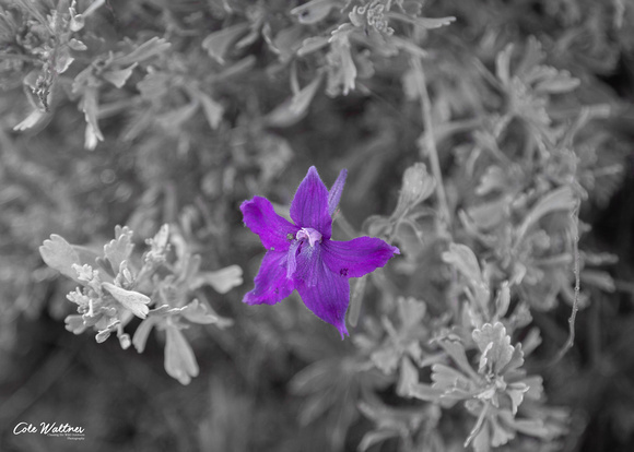 Isolated Purple