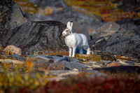 Arctic Hare A