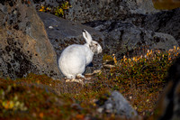 Arctic Hare B