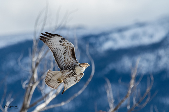 Red-tailed Hawk B 2019