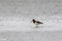 American Oyster Catcher A