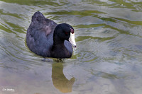 American Coot A