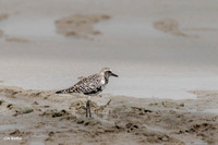 Black bellied Plover A