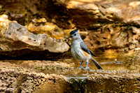 Black Crested Titmouse A