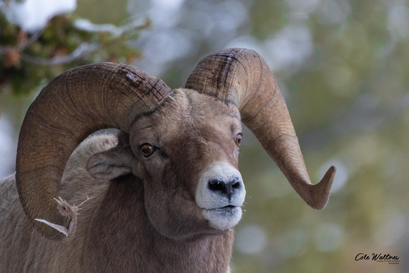 Bighorn Ram Splayed Horn A 2019