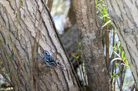 Black and White Warbler C