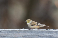 American Goldfinch A (winter plumage) 2019