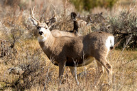 Mule Deer Buck 2019 F