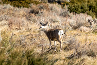 Mule Deer Buck 2019 E