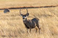 Mule Deer Buck 2019 C