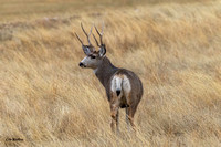 Mule Deer Buck 2019 D