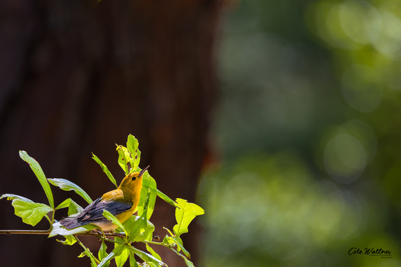 Prothonotary Warbler B