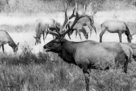Elk with cows black and white 2020