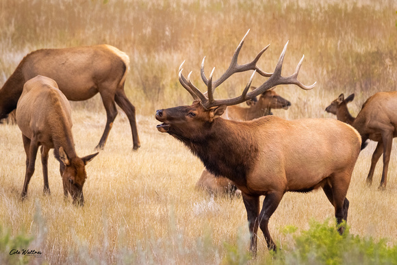 Bull elk bugle with cows 2020