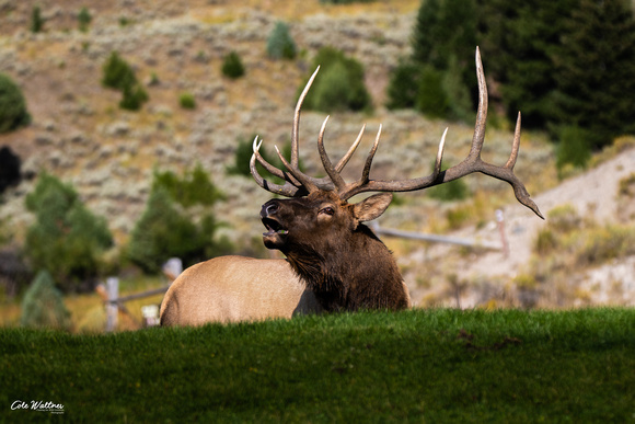 Yellowstone Bull elk 2020