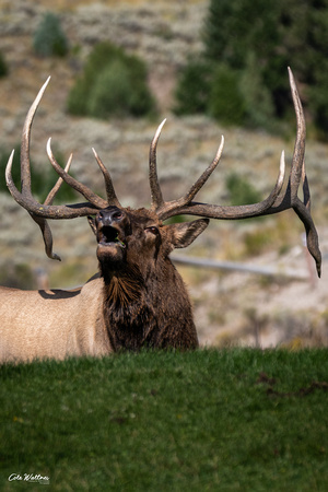 Yellowstone Bull elk Bugle vertical 2020