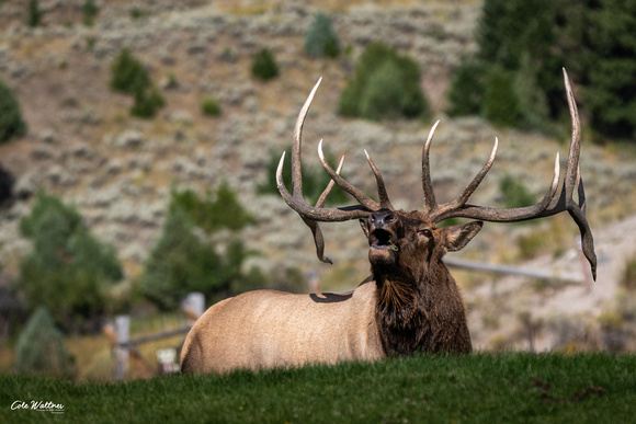 Yellowstone bull elk bugle 2020