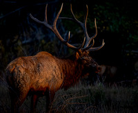 Catch light eye Bull elk at sunset dark edit 2021