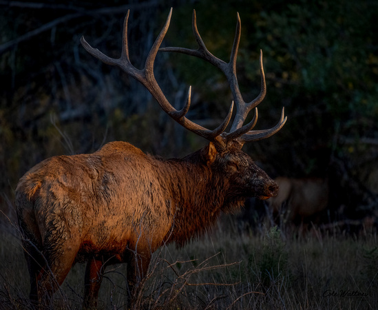 Catch light eye Bull elk at sunset dark edit 2021