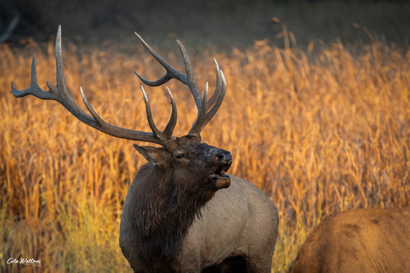 Bull elk Bugle looking right 2021