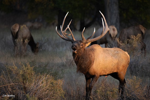 Standing Bull elk in sunset 2021