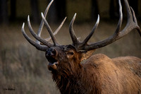 Bull elk looking left Bugle 2021