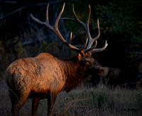 Catch light eye Bull elk at sunset 2021
