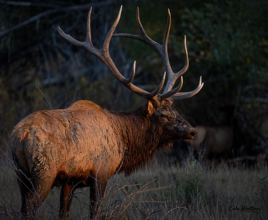 Catch light eye Bull elk at sunset 2021