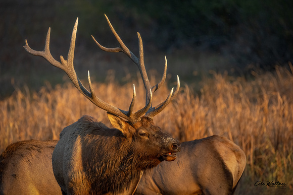 Bull elk with cows sunset 2021