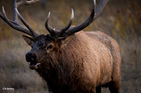 Bull elk looking left Bugle B 2021