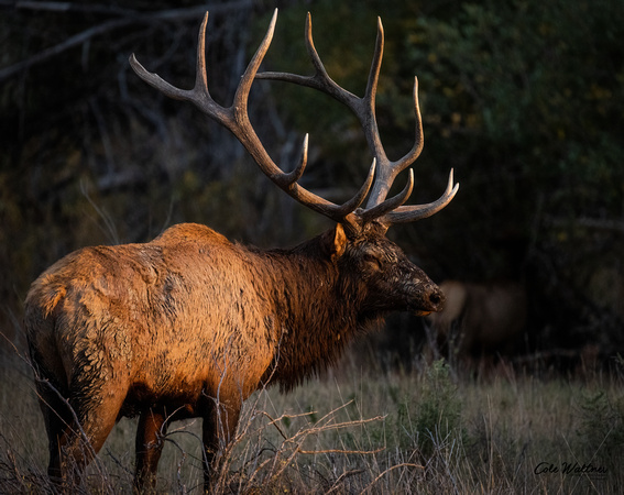 Catch light eye Bull elk at sunset B 2021