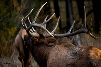 Bull elk Rear left Bugle 2021