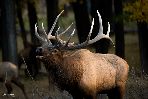 Bull elk bugle left close 2021
