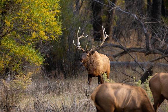 Bull elk walking with cows in front 2021