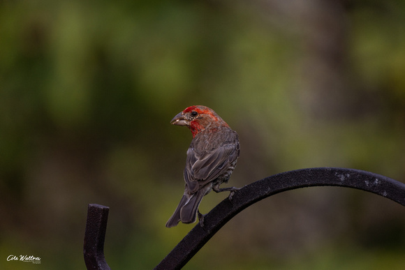 House Finch A 2021
